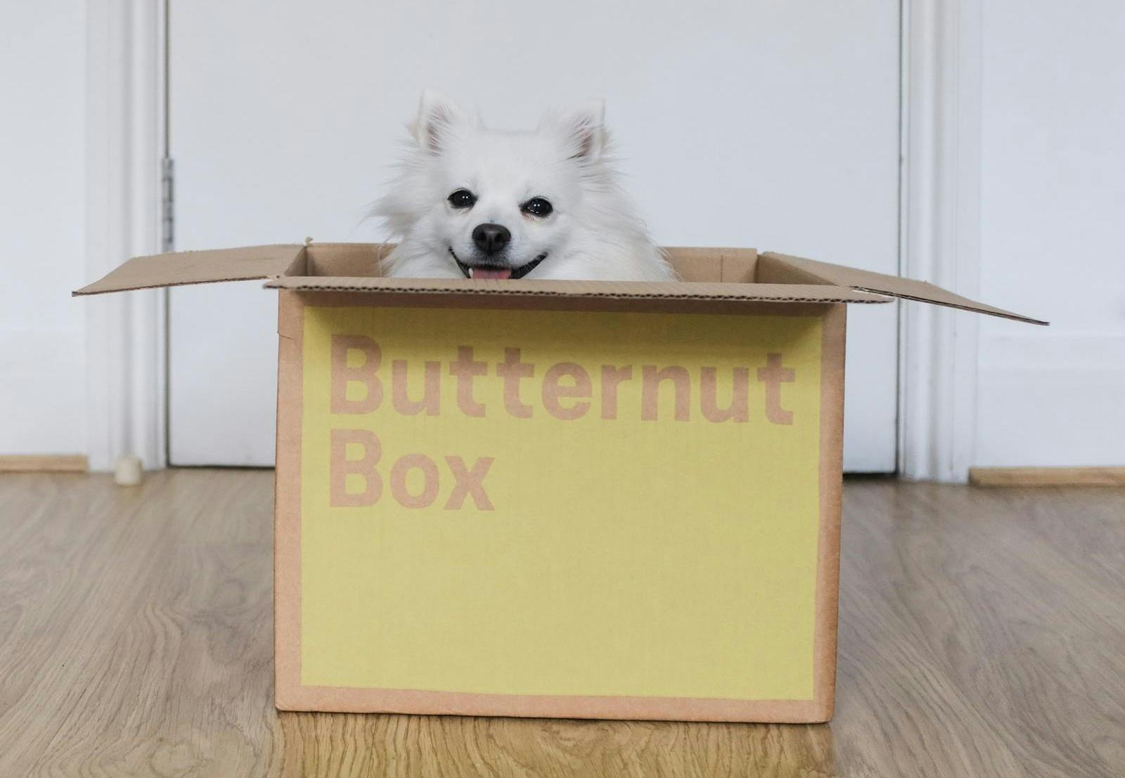 Butternut box best sale dog food cost