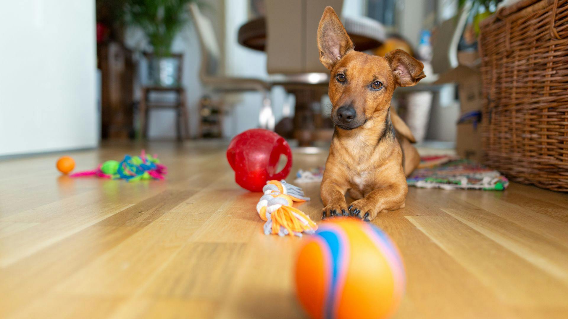 Cheap dog clearance toys