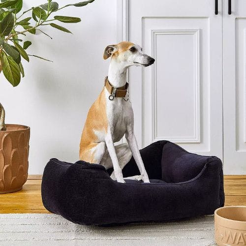 Jollyes shop dog beds