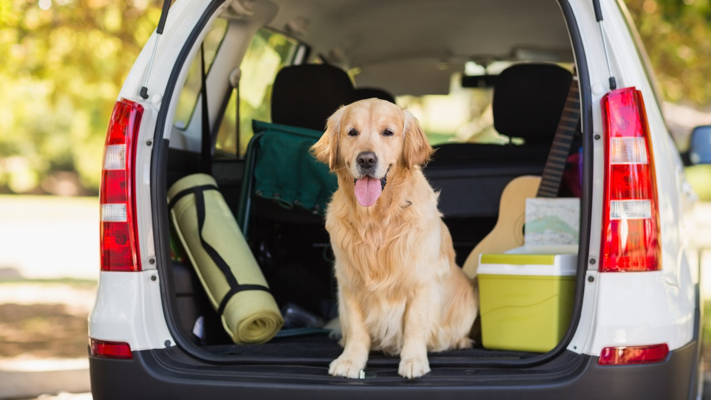 Best way for dog to travel in deals car
