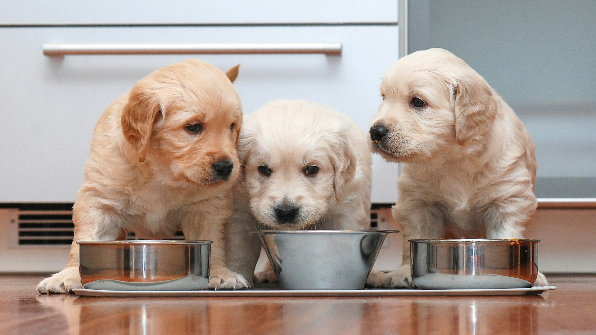 How much to top feed a puppy uk