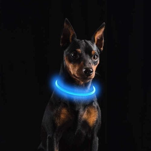 Light up dog outlet collar argos