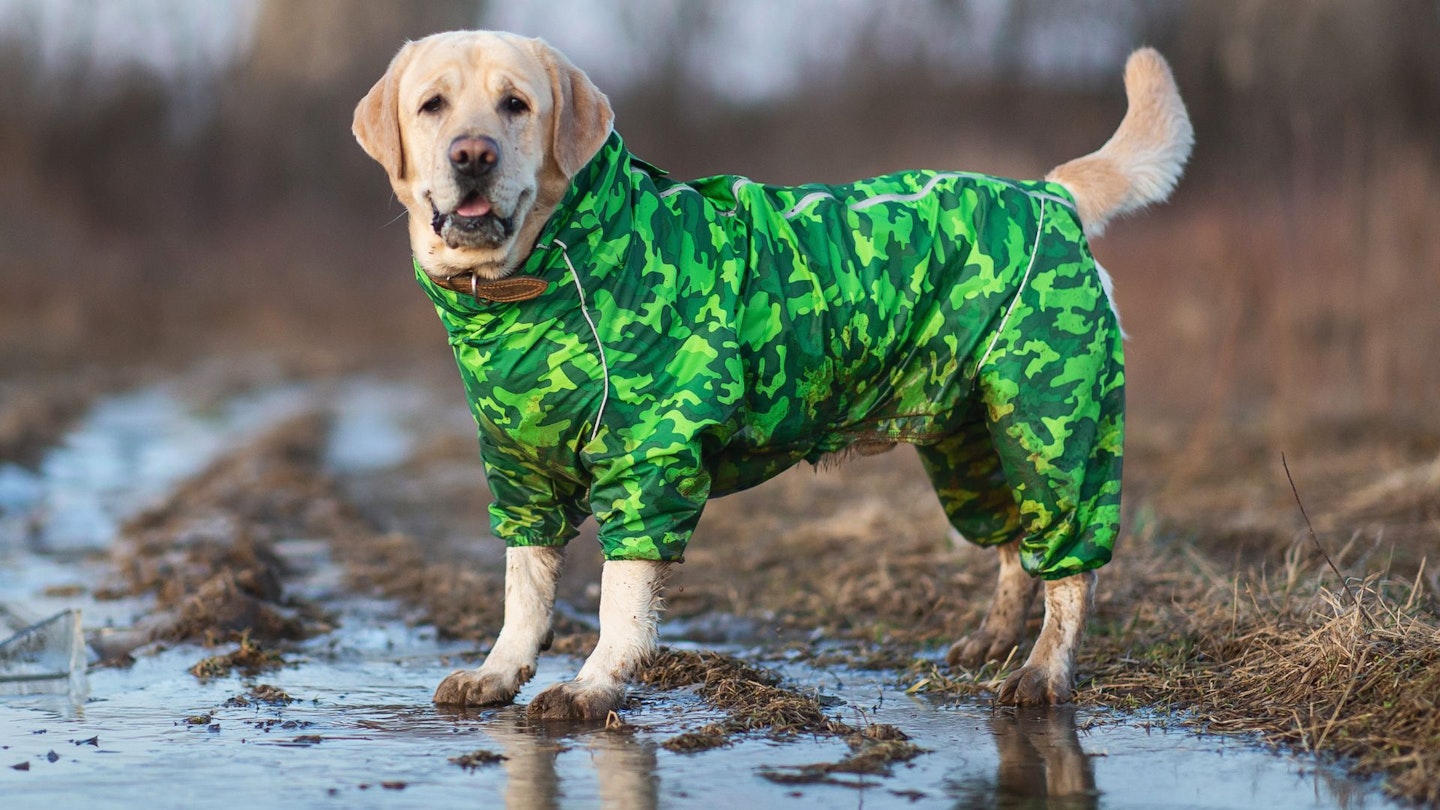 Best waterproof dog coats