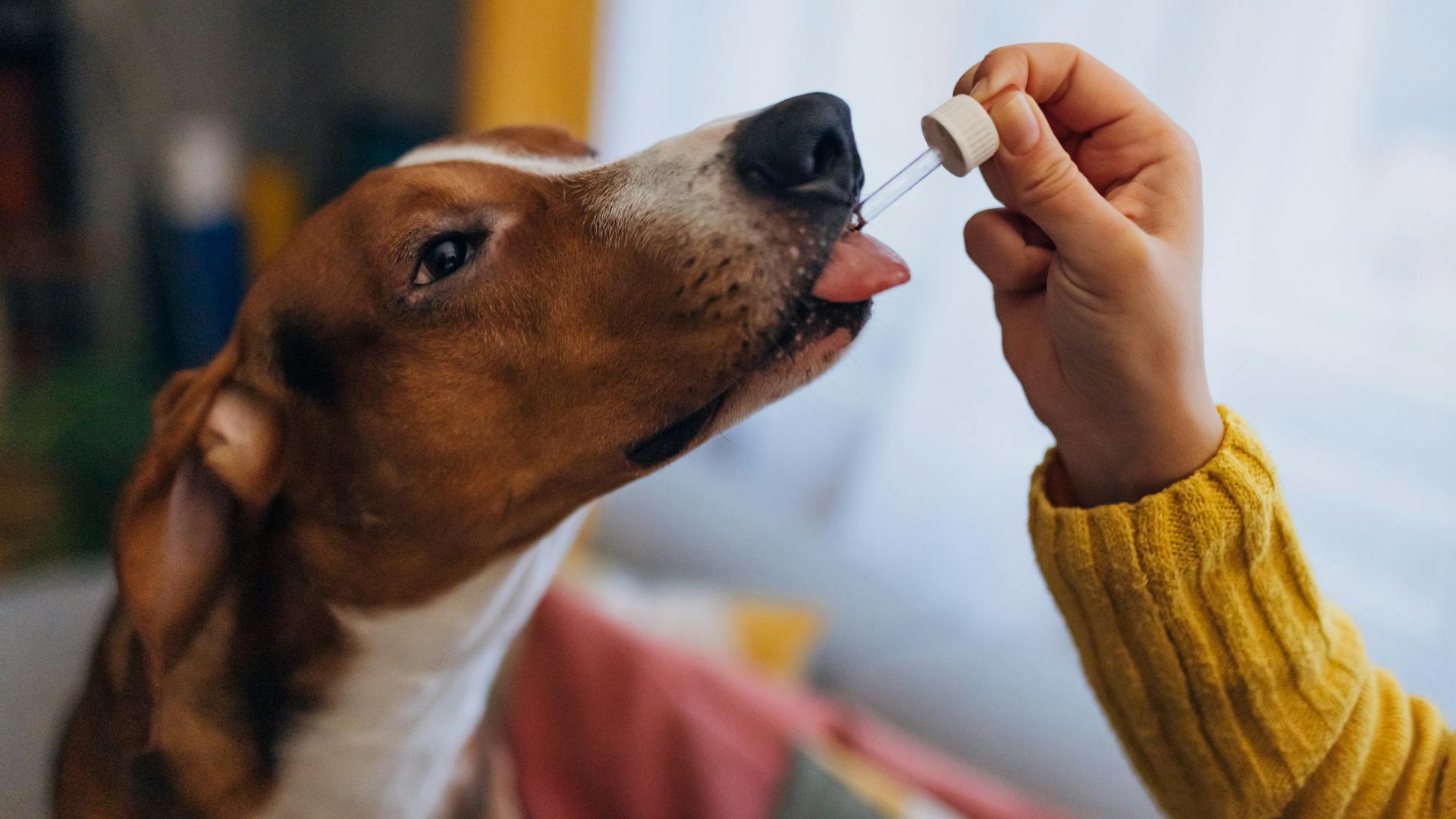 Best dog supplements for anxiety to help nervous pups UK 2024 - Vimarsana News