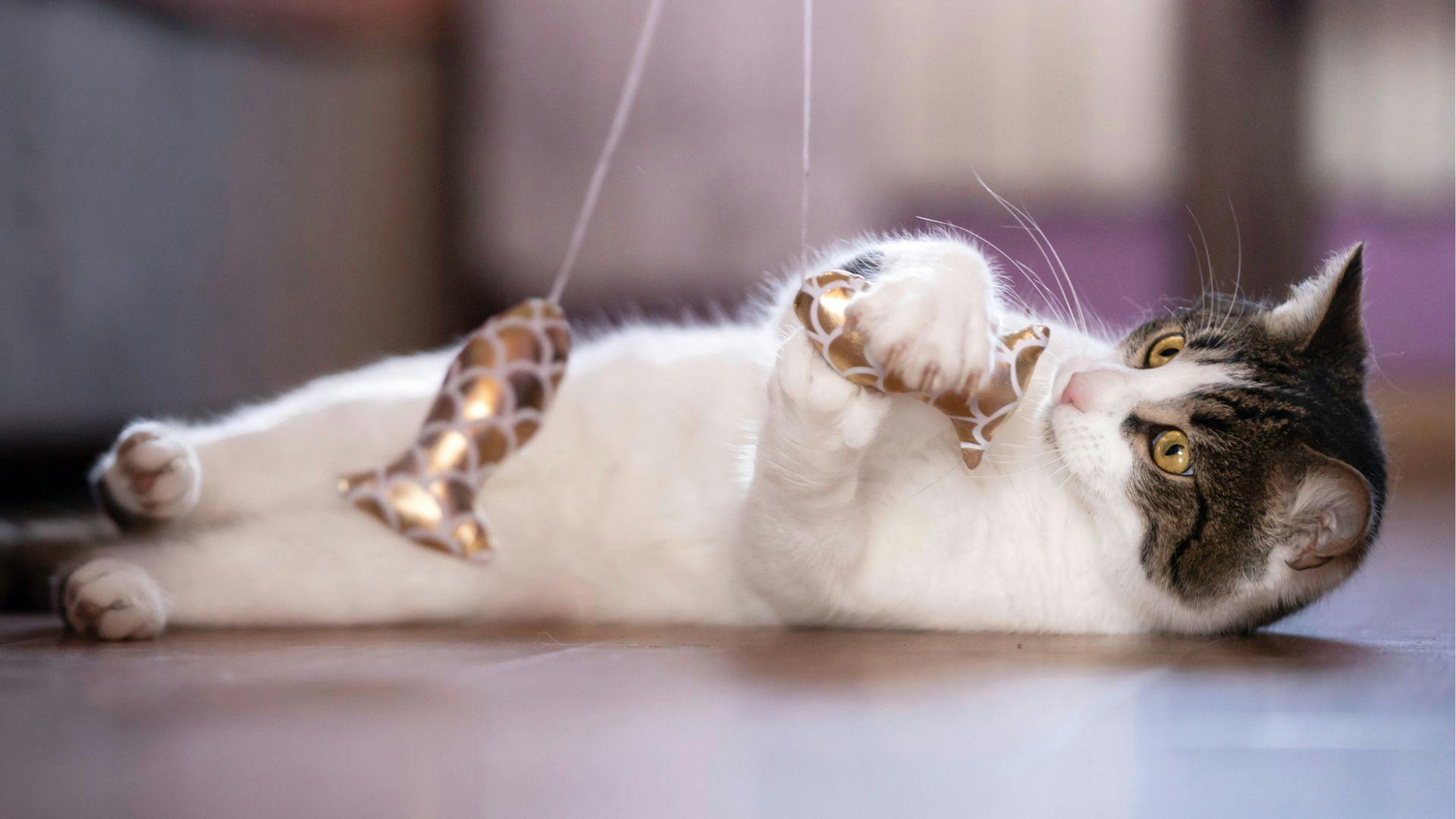 Cat chew toys to combat curiosity and boredom