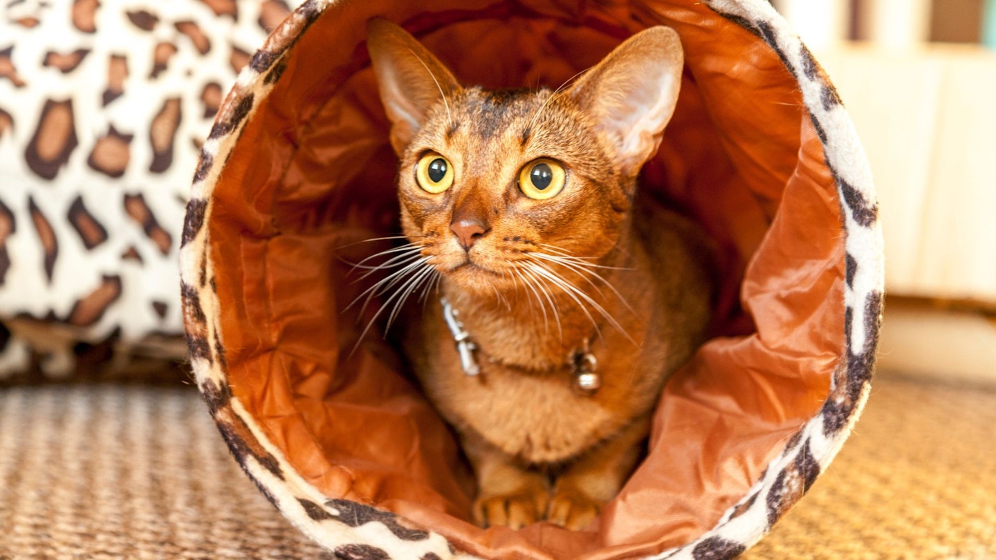 Cat tunnels for naturally inquisitive felines