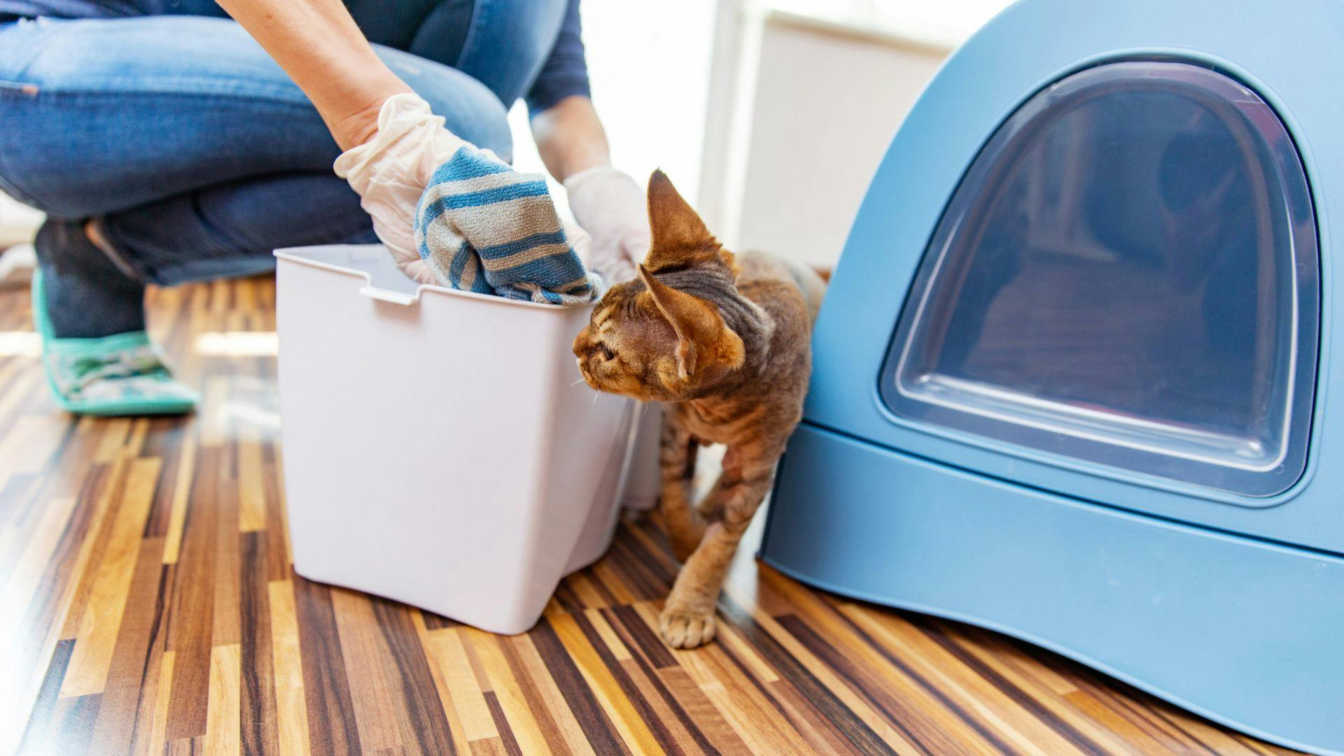 Self cleaning cat top box toilet