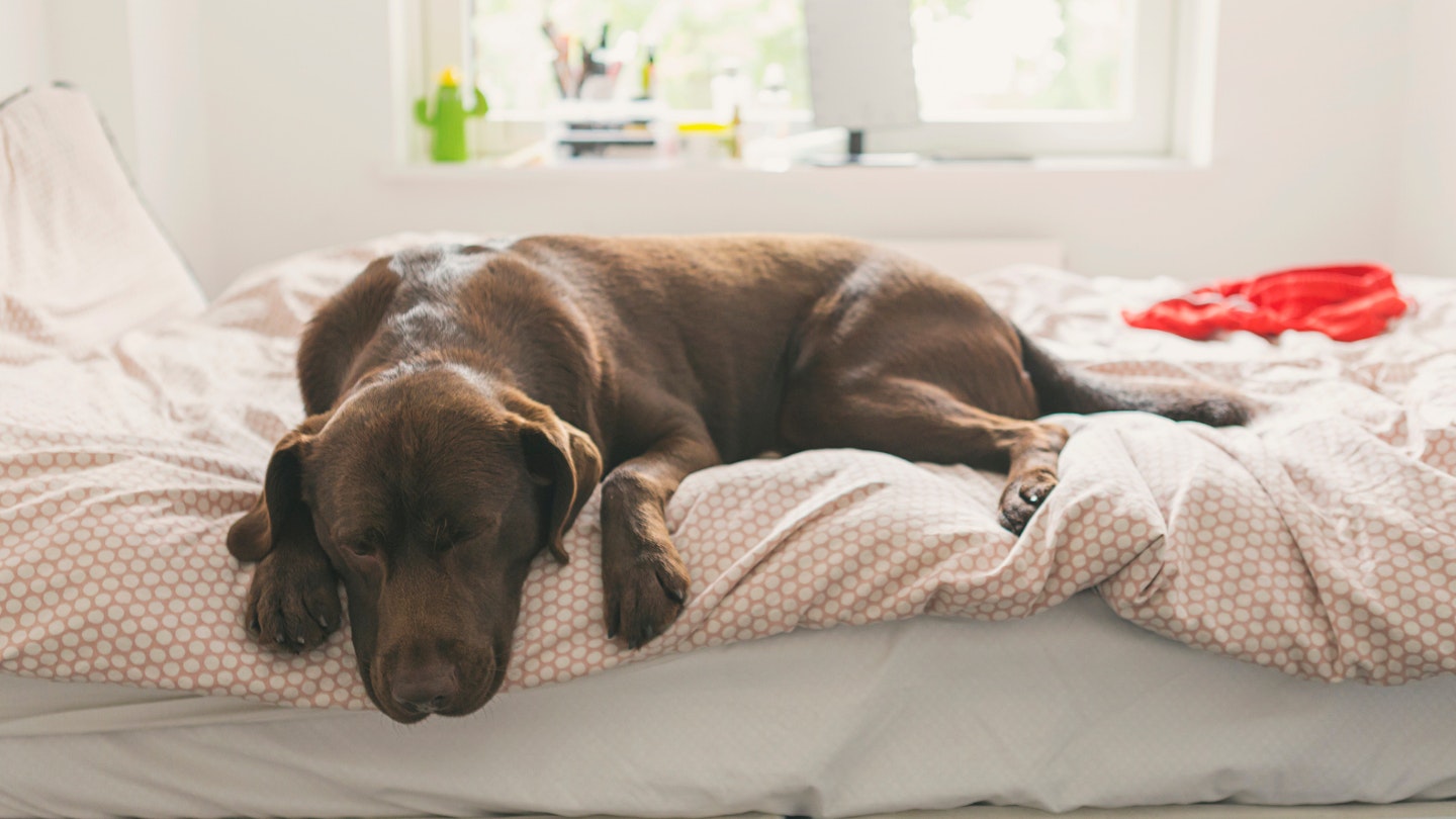 Dog in bed