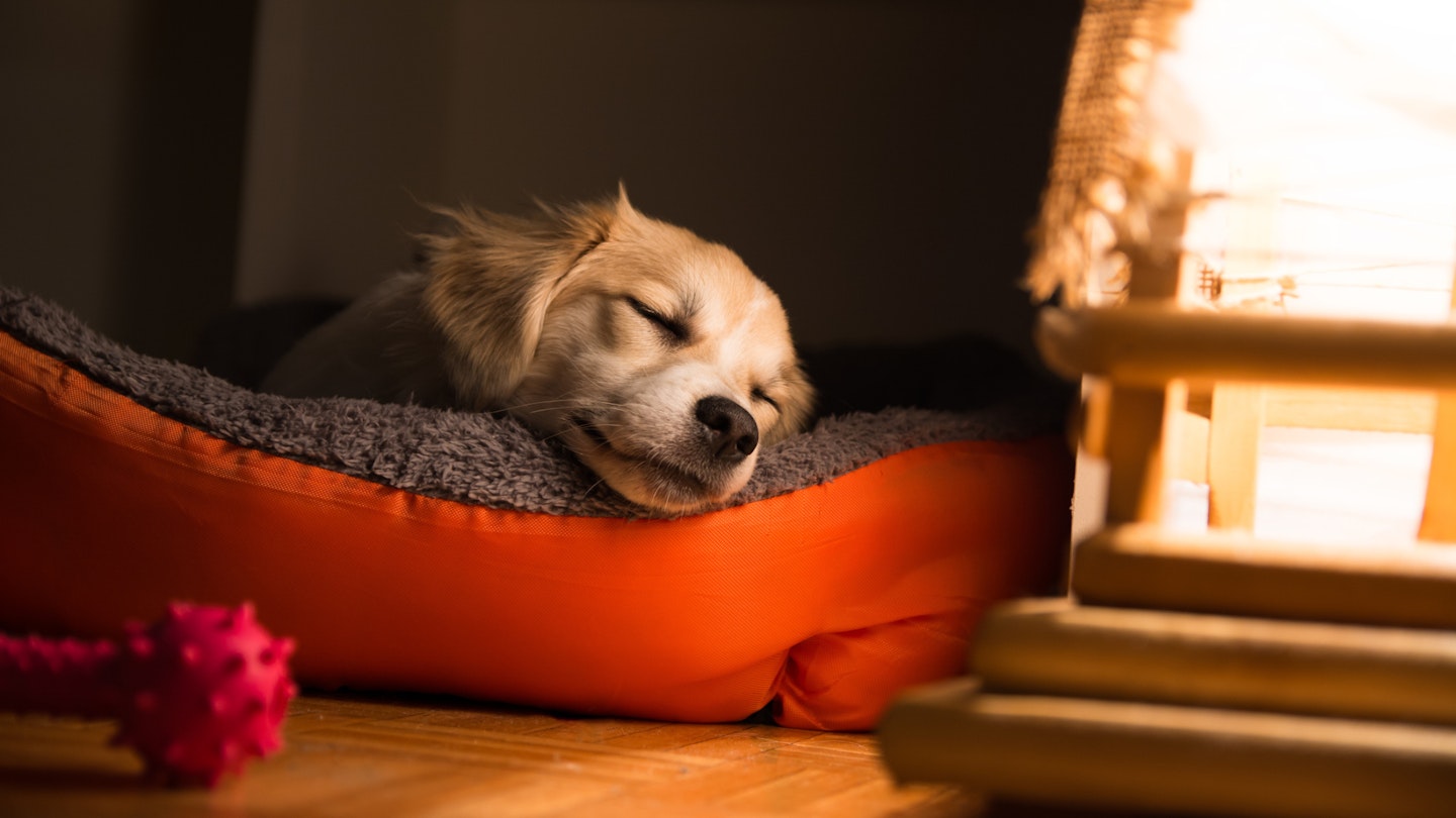 Dog in dog bed