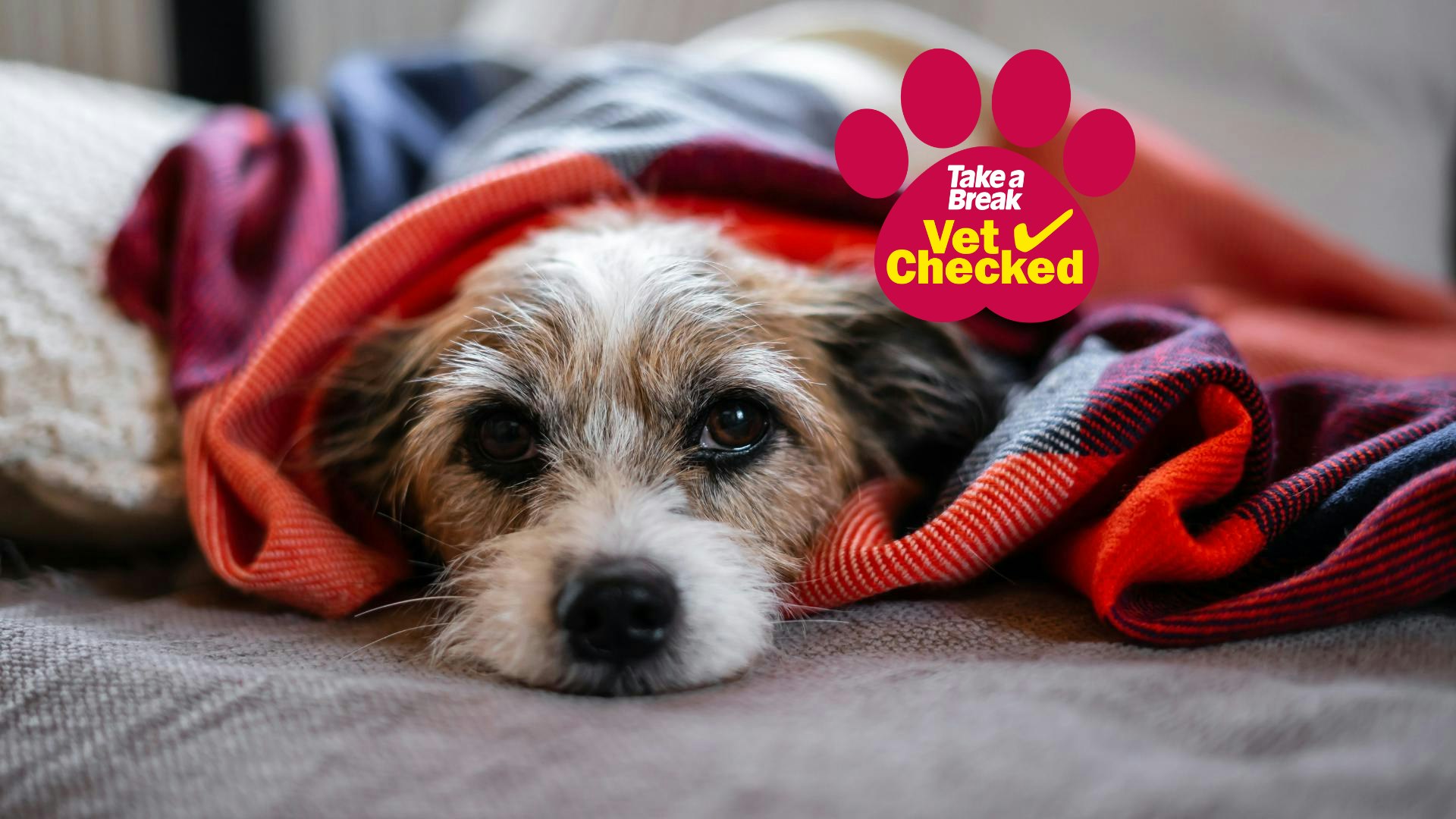 Dog throwing up undigested food and diarrhea hot sale