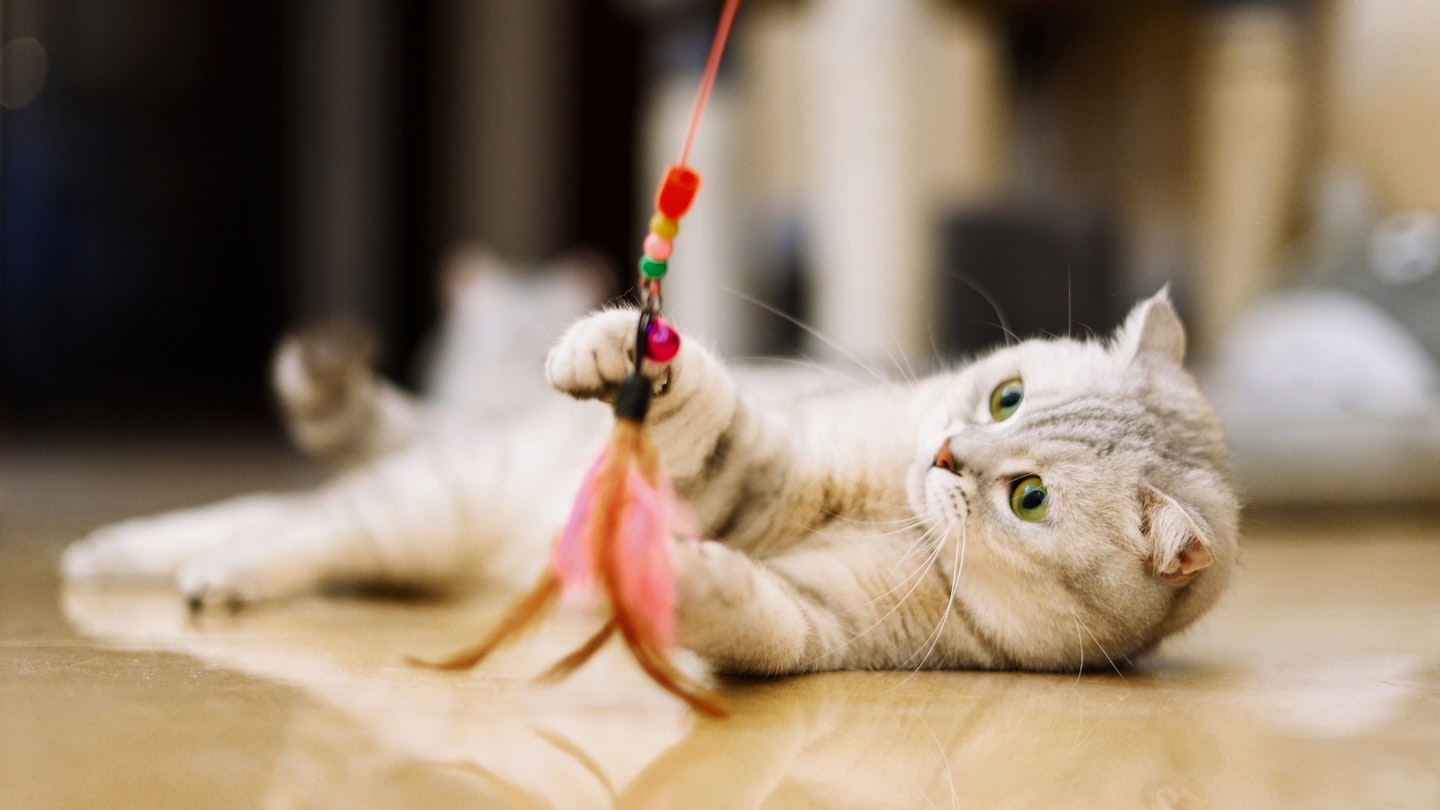 Best feather cat toys