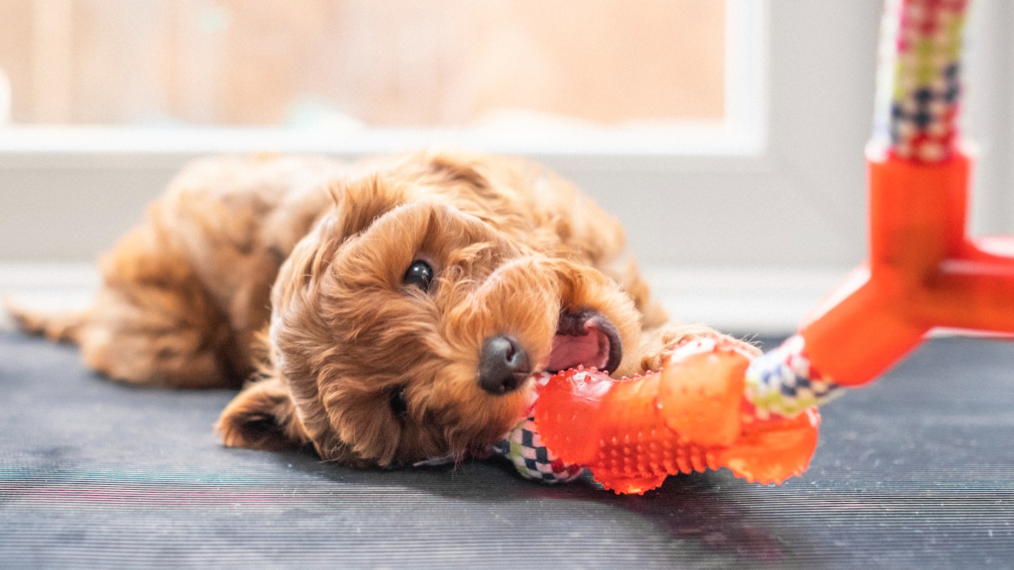 Teething toys for puppies