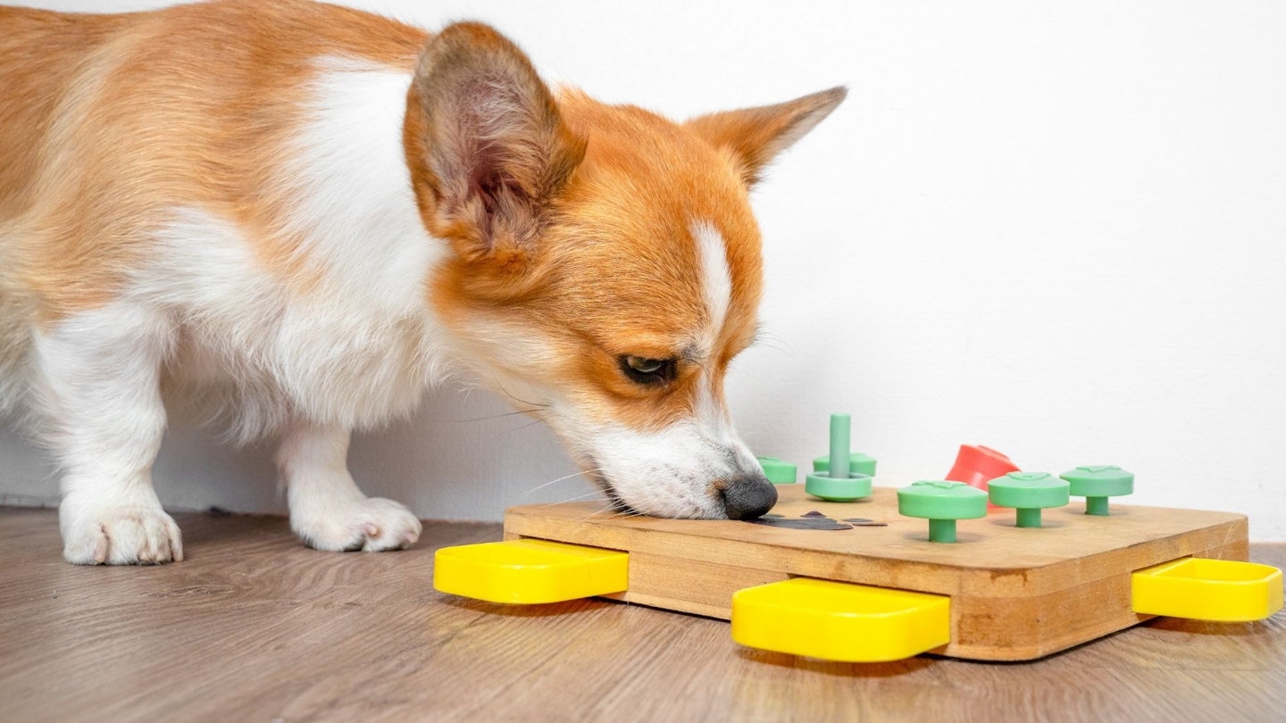 best puppy puzzle toys
