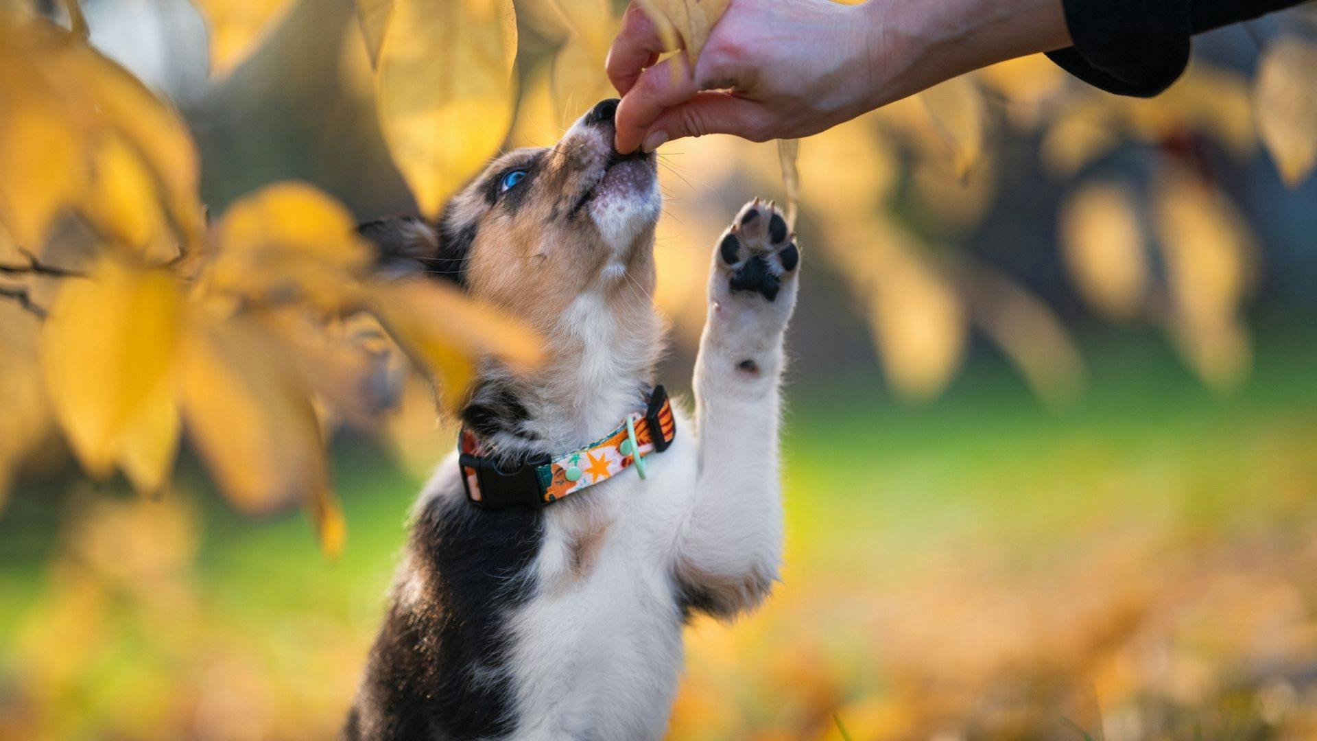 Good treats for outlet training puppies