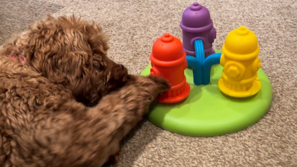 Best puppy puzzle toys for providing mental stimulation