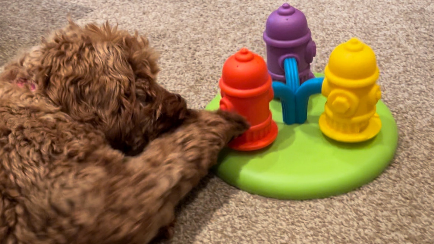 puzzle toys for puppies