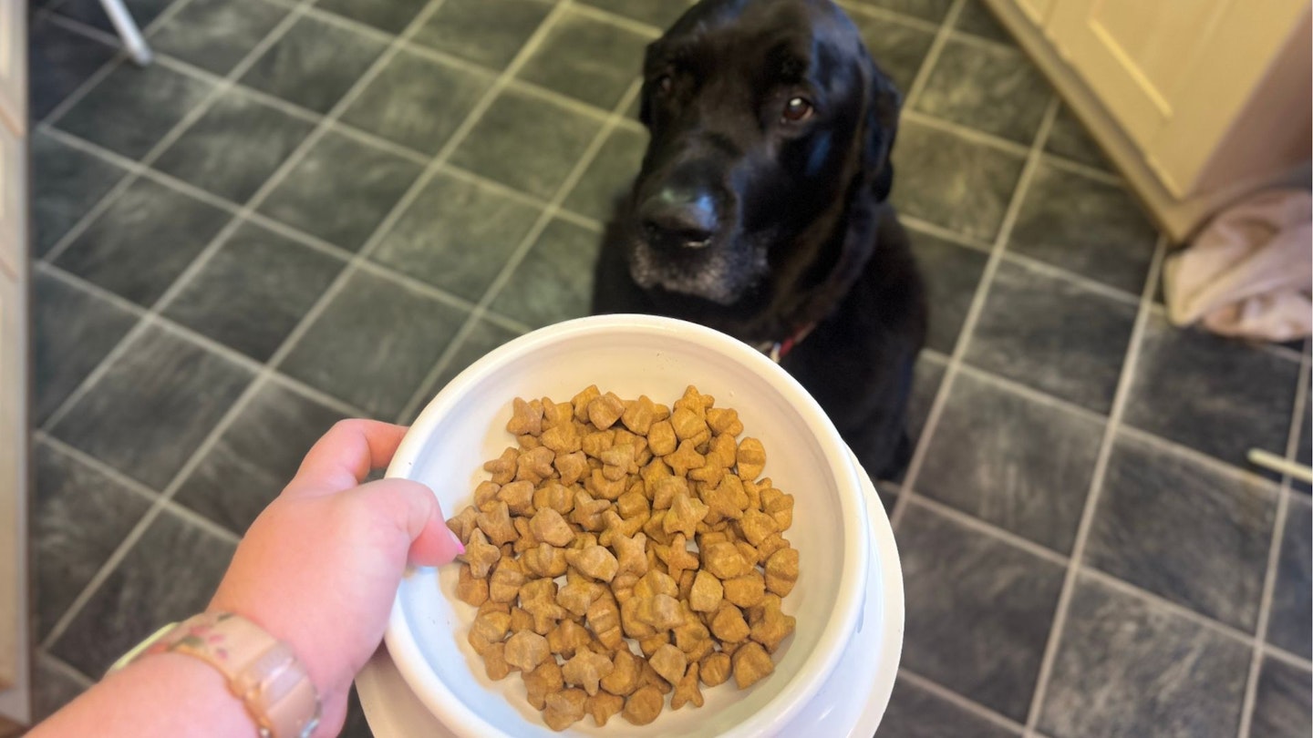 Royal Canin Dog Food reviews: Barney waiting for his Royal Canin weight loss food