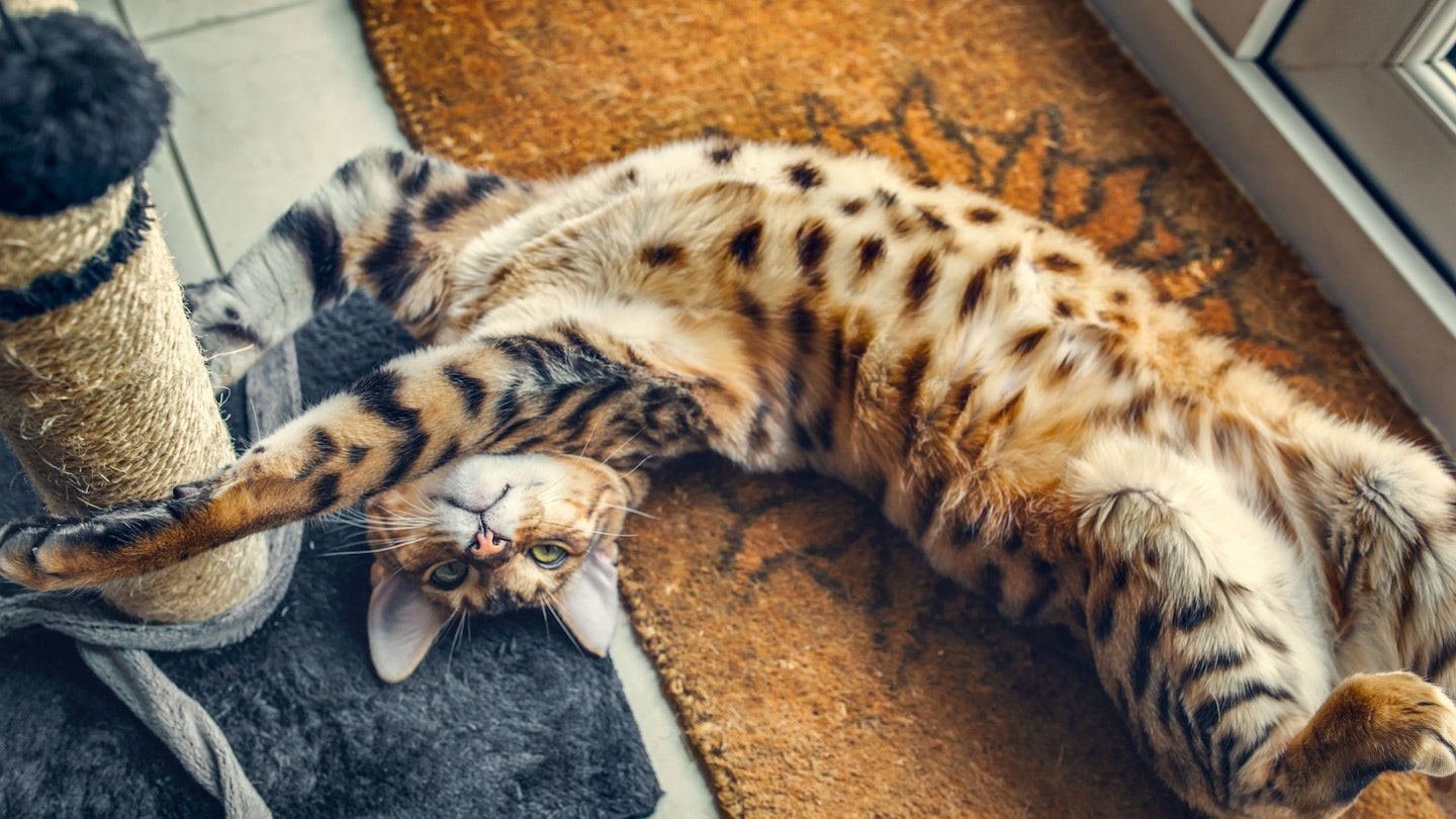 Bengal cat playing