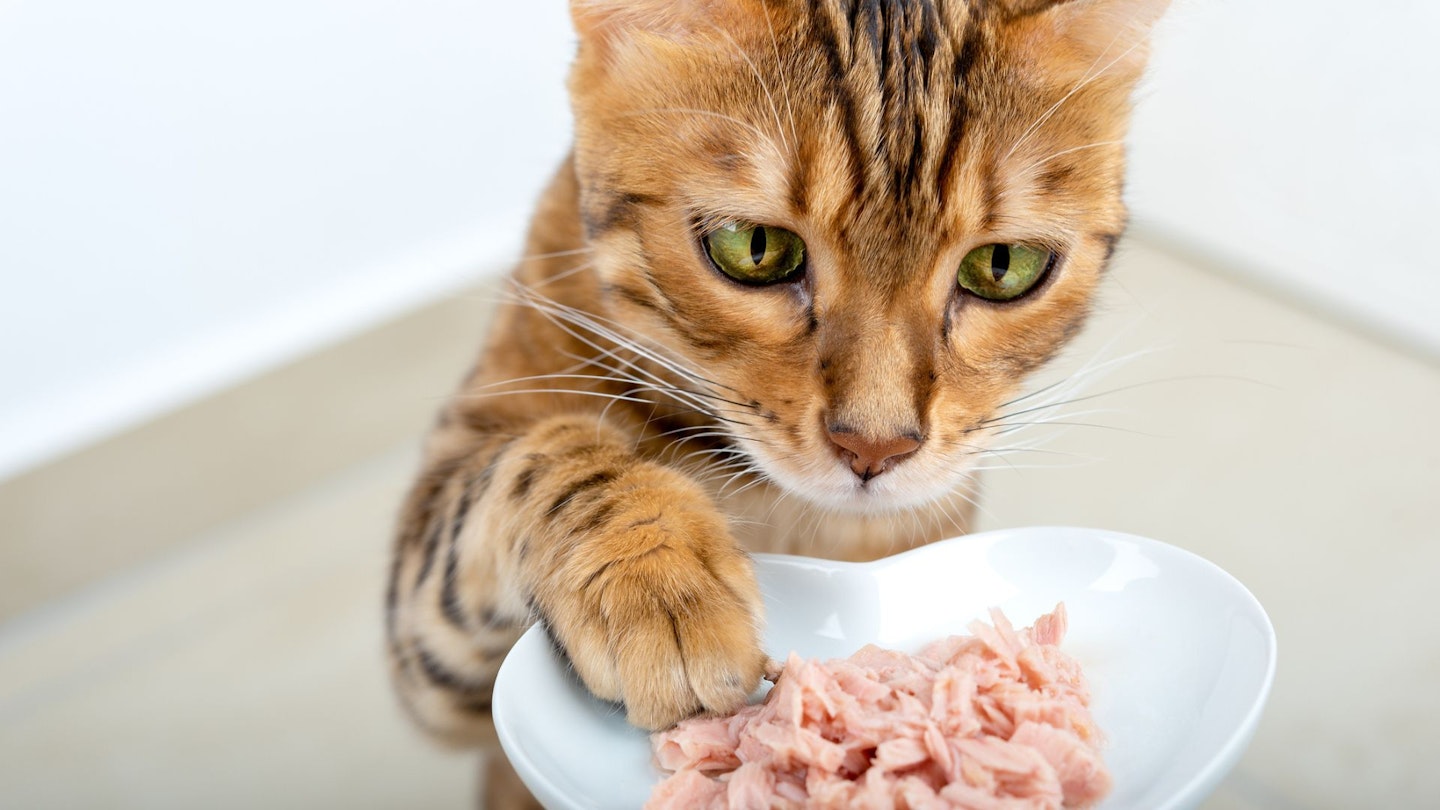 Best cat food for Bengal cats