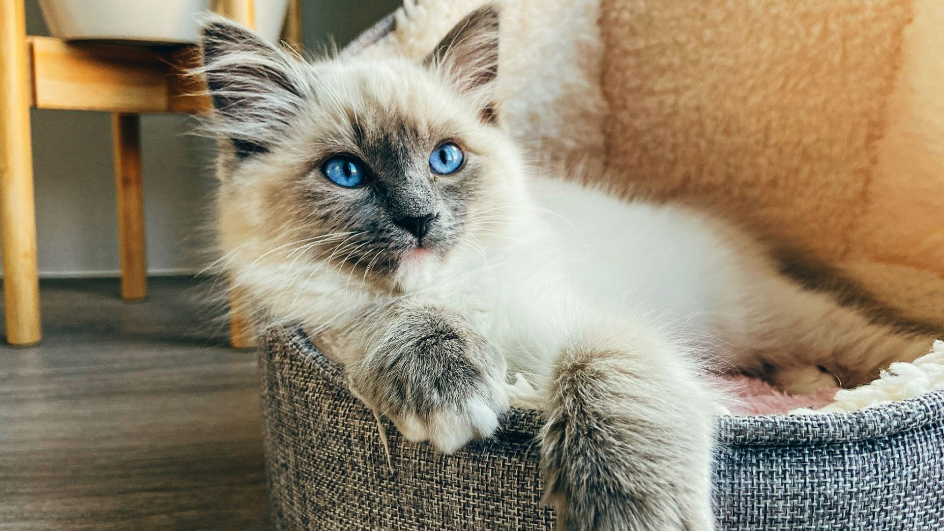 Ragdoll Cats as Pets: Ragdoll Cat Information, Where to Buy, Care