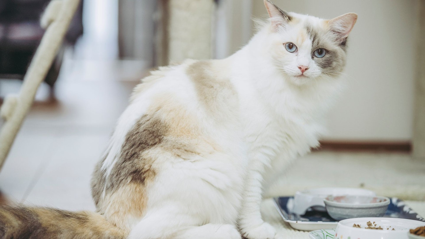 Best cat food for Ragdoll cats