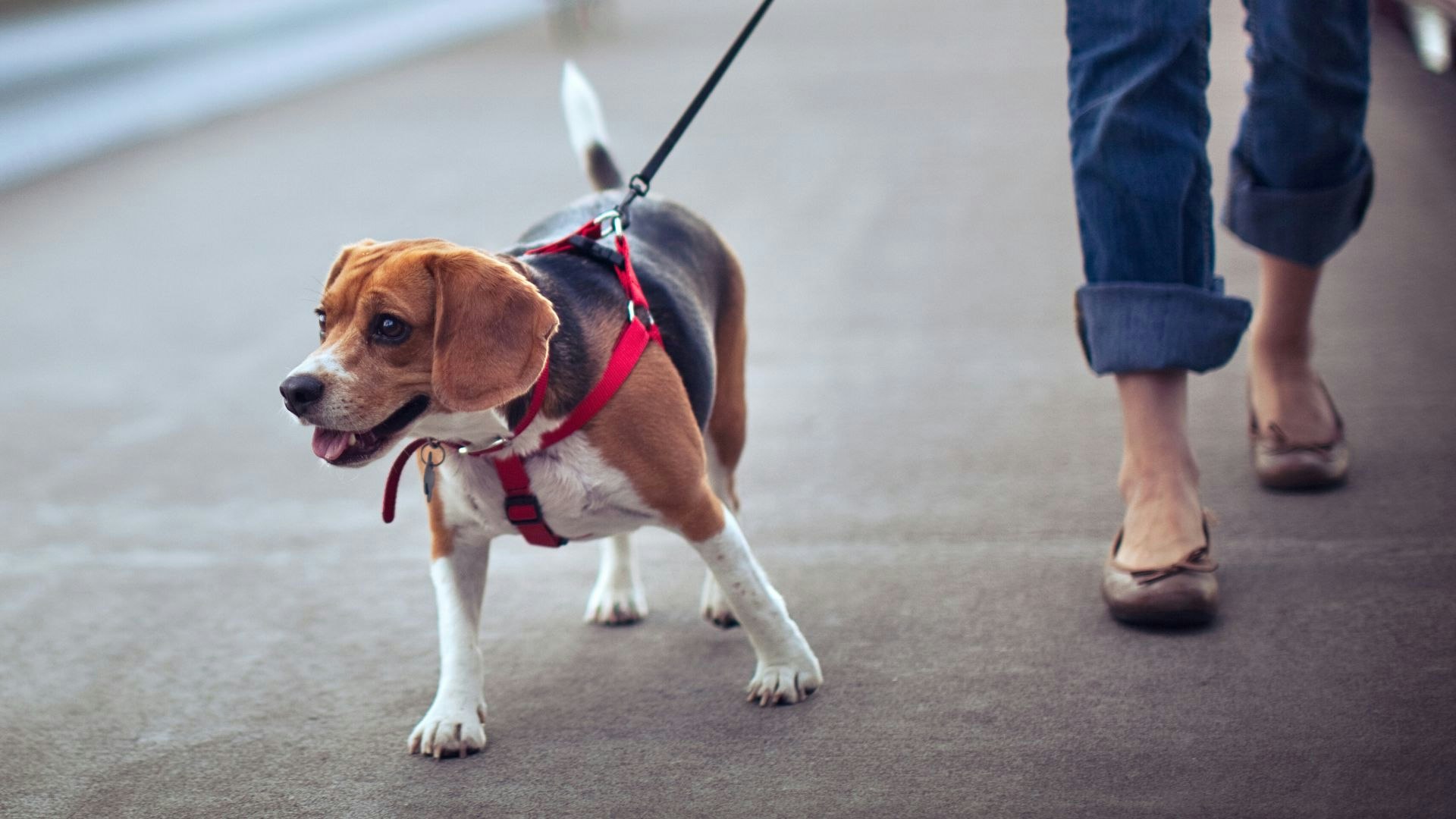 Illustration of Best Dog Harness For Dogs That Pull While Walking