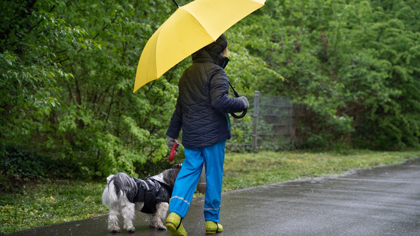 Person in dog walking trousers holding a yellow umbrella and walking a dog along a footpath in the rain.