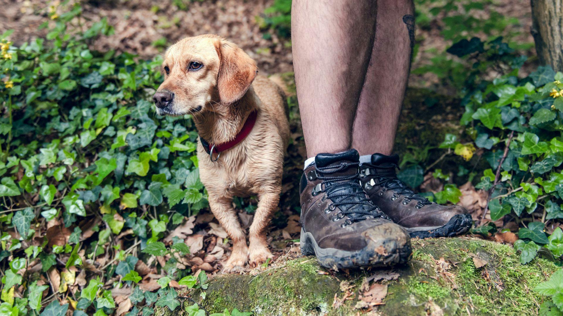 Mens dog store walking boots