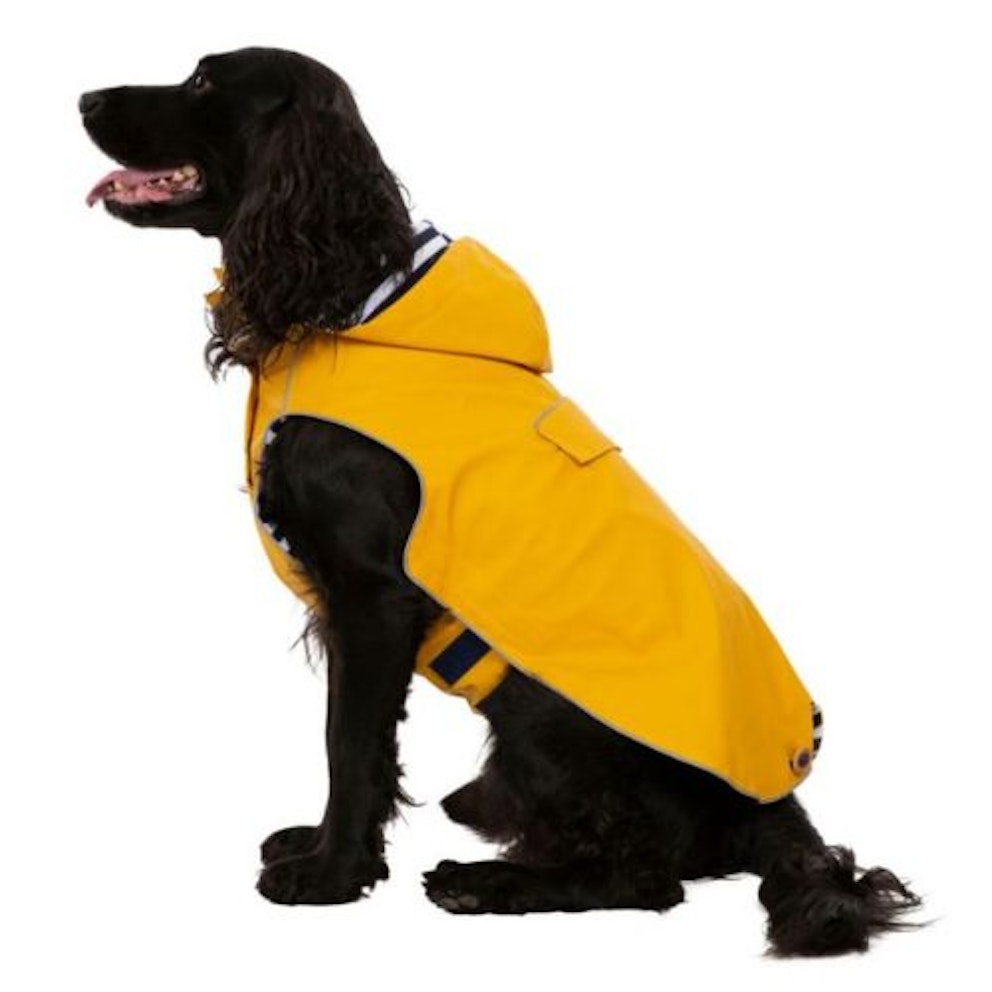 Best waterproof dog coats for protection on wet walks