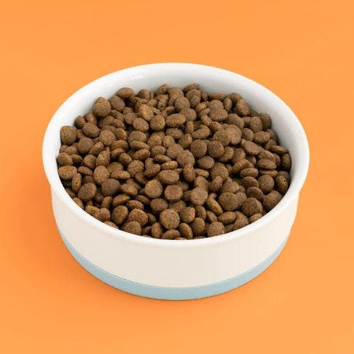 Best cat food 2024 for bengal cats