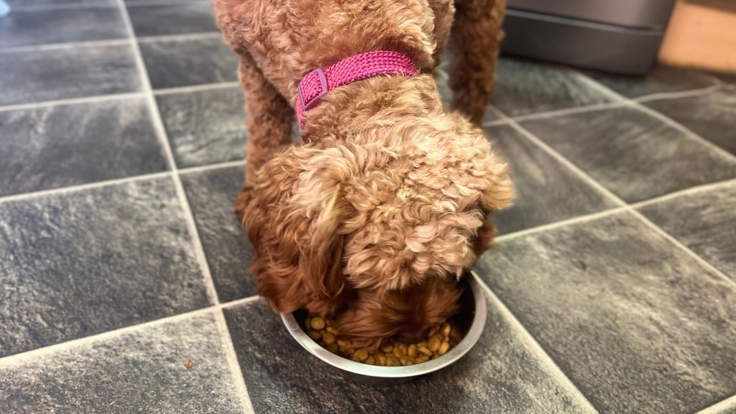 Royal Canin Dog Food Reviews: Bella Eating Royal Canin