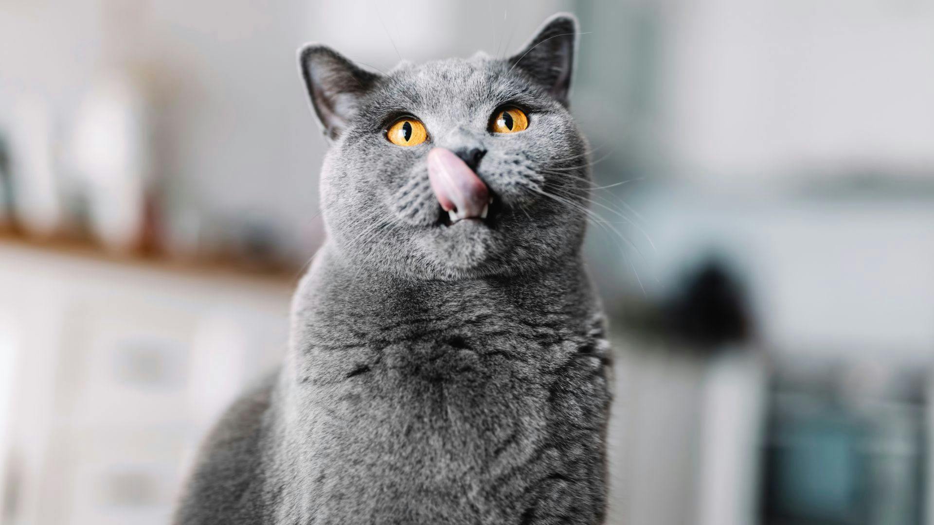 Hypoallergenic cats best sale british shorthair