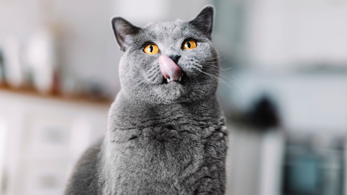 Best cat food for British Shorthair cats