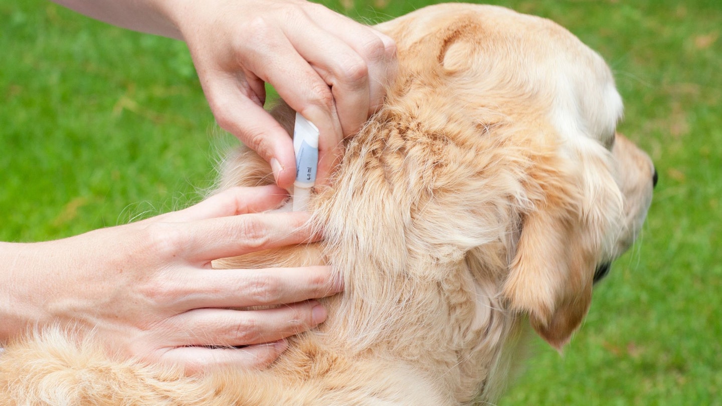 Best dog tick treatments