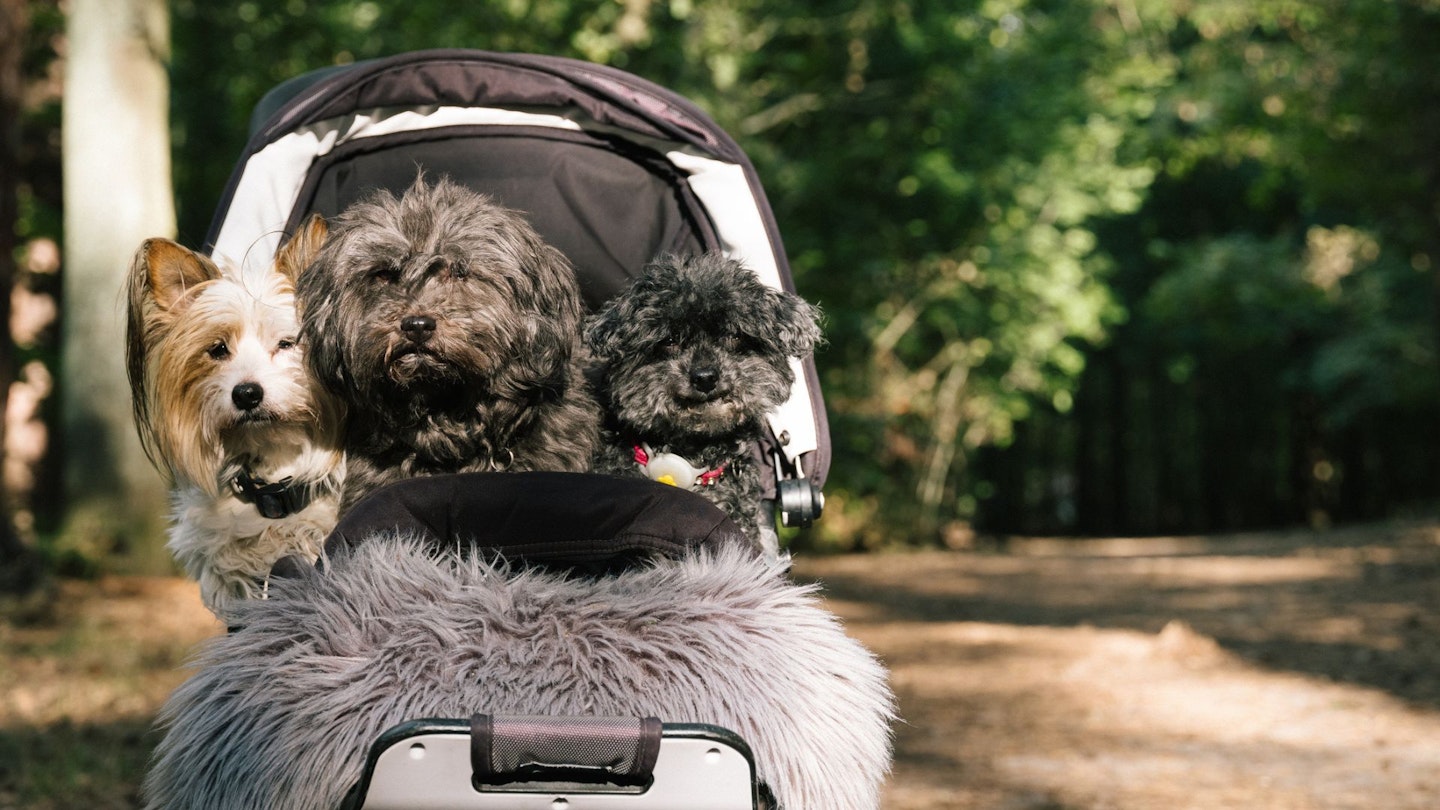Three small dogs are sitting happily in a dog stroller – in the forest.
