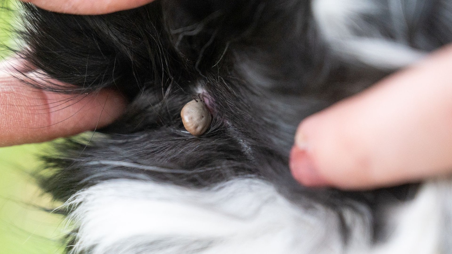 Dog tick treatment