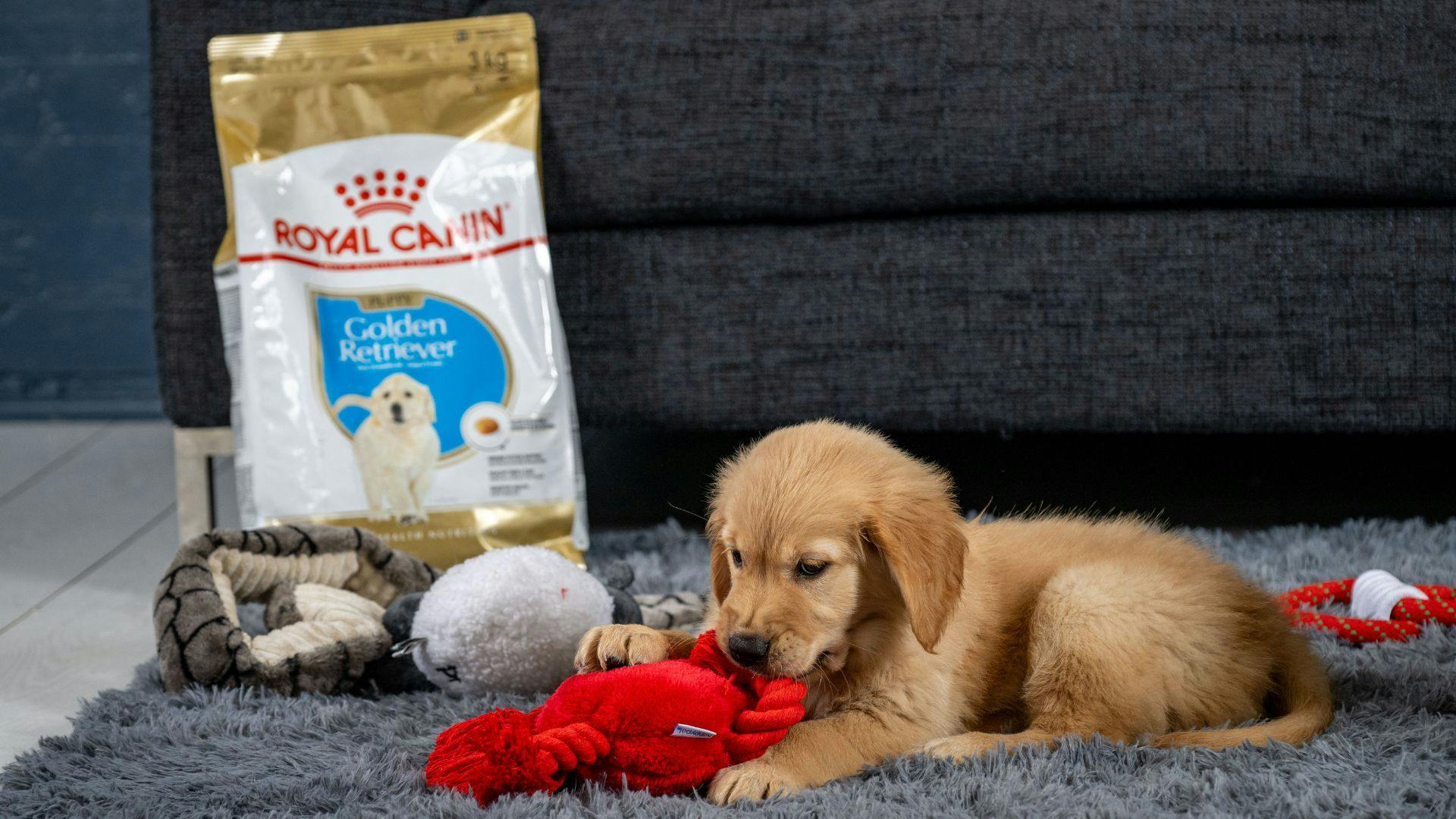 Dog food comparable outlet to royal canin satiety