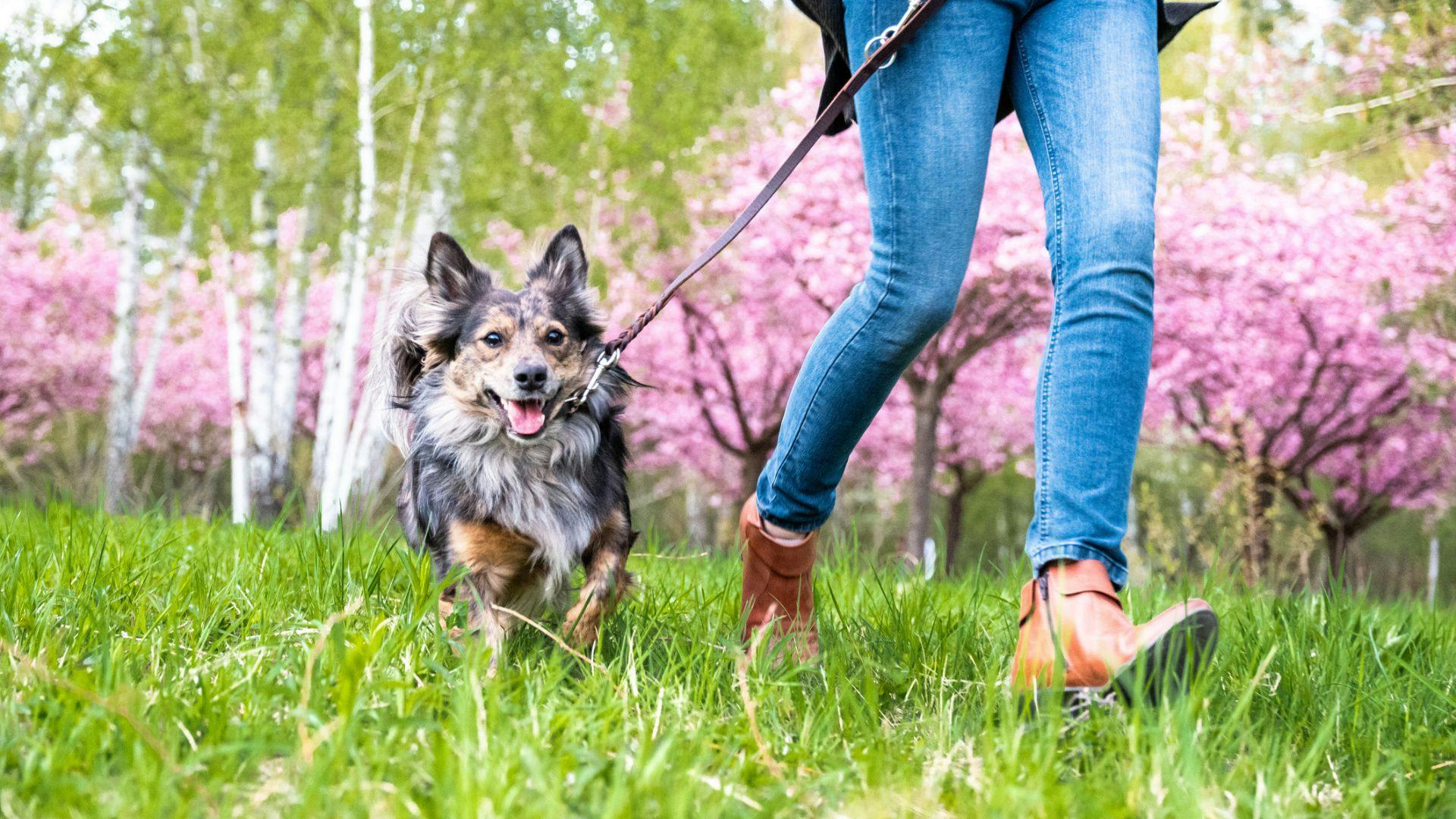 Dog walking shop boots for ladies