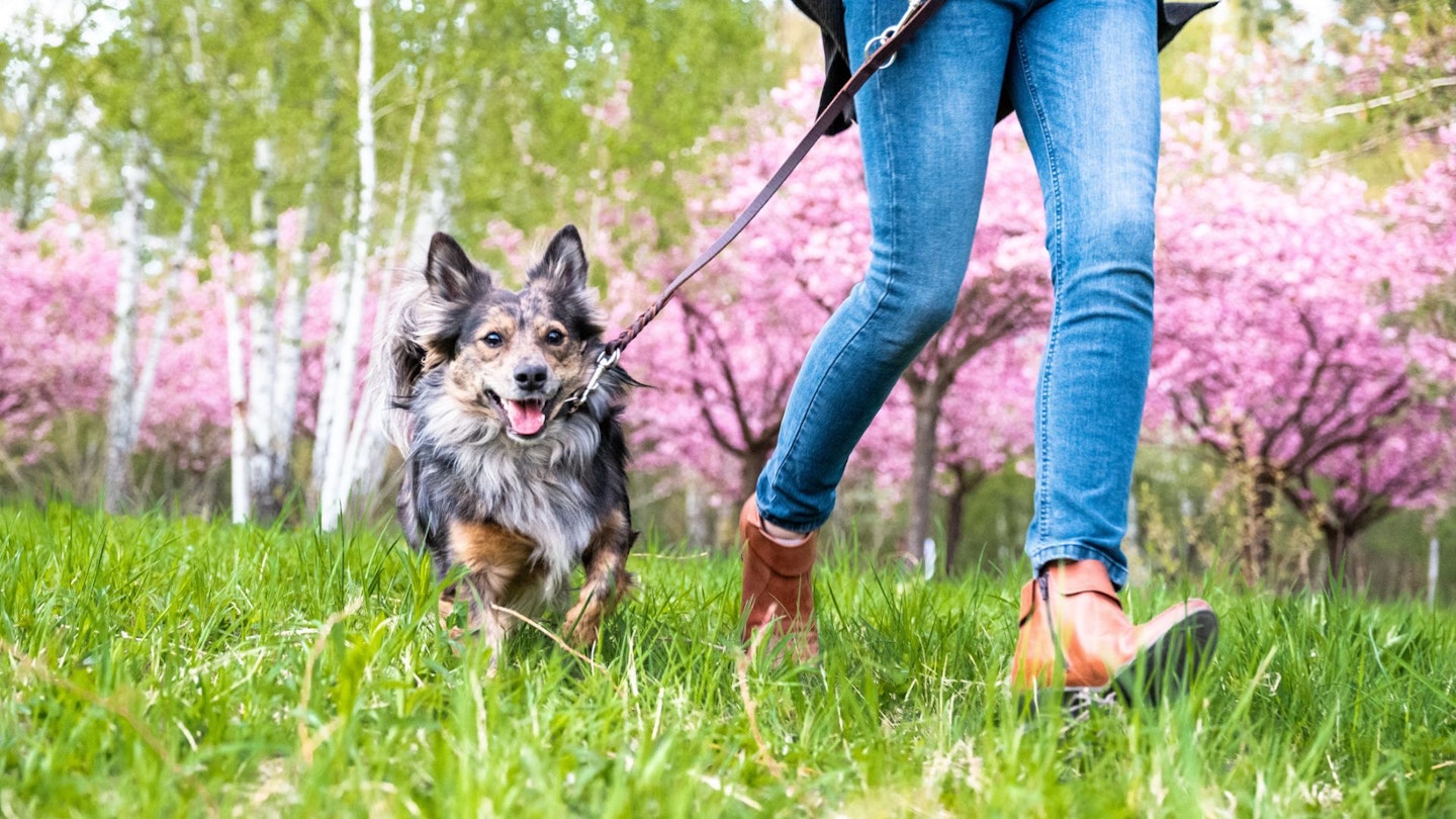 Women’s dog walking boots for happy strolls UK 2024