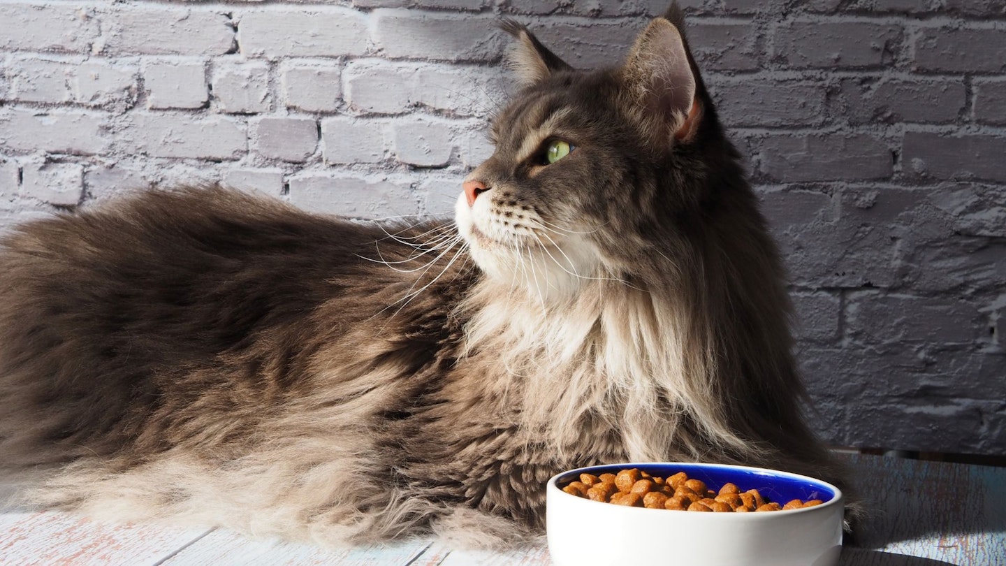 A well-fed cat lies next to a bowl of best cat food for Maine Coons.