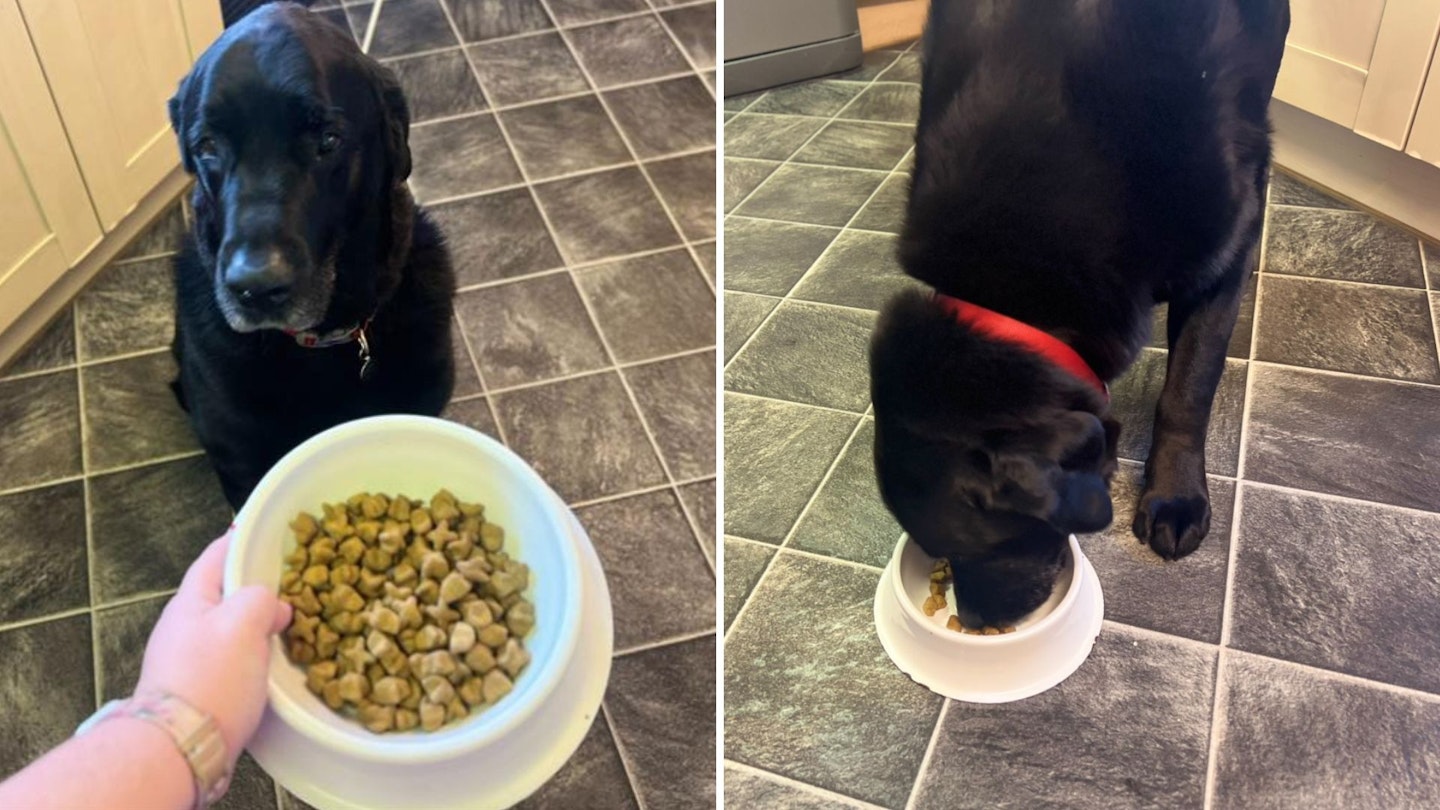 Barney the Labrador cross, belonging to our senior writer, Rosie Floyd, testing one of the best dog food for Labradors we've featured on our list.