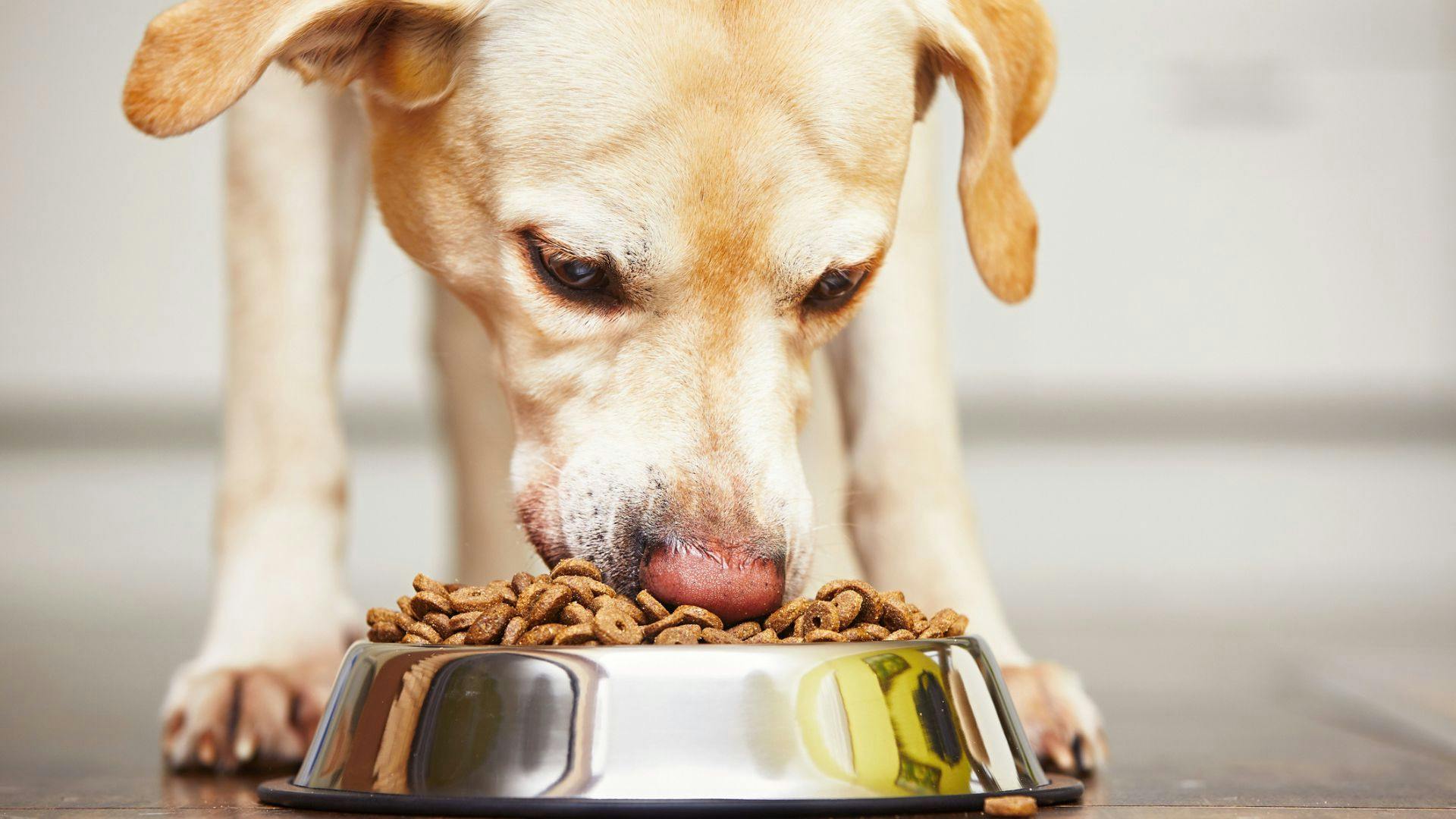 Best dog food cheap for yellow labs