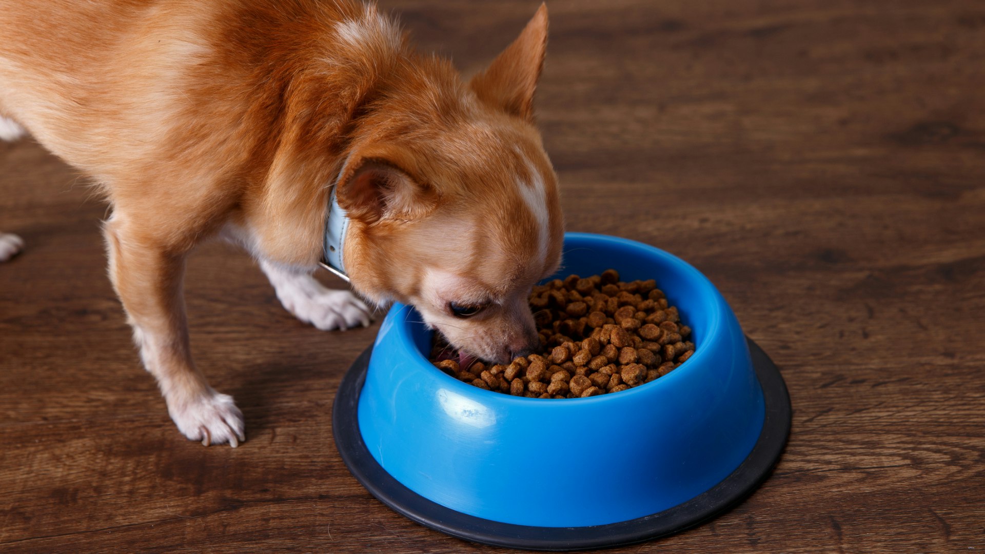 Best dog food for Chihuahua pups adults and seniors UK 2024