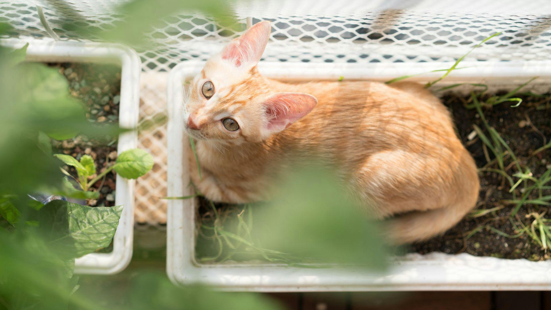 Best outdoor cat litter box for all weathers