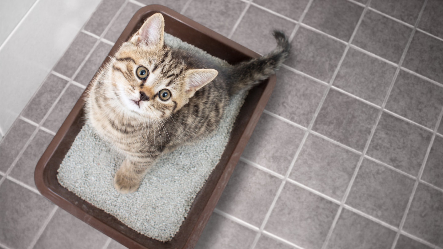How often top change litter tray