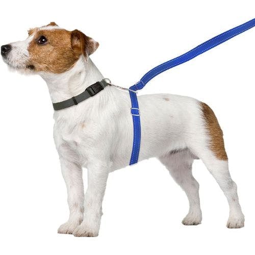 Best leads for dogs that cheap pull uk