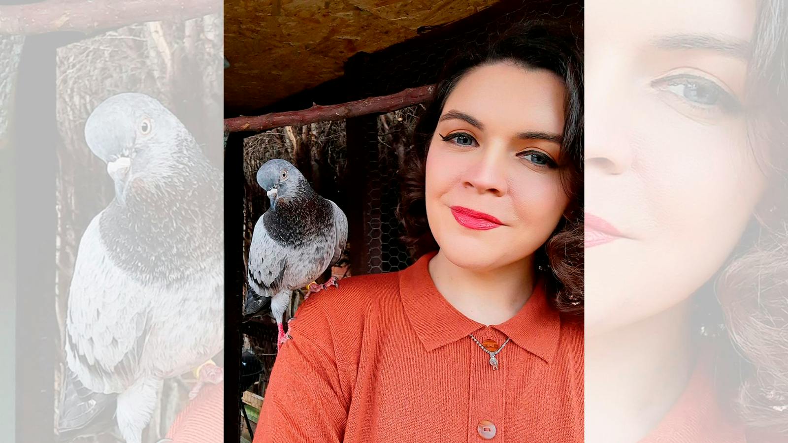 adopted pigeon