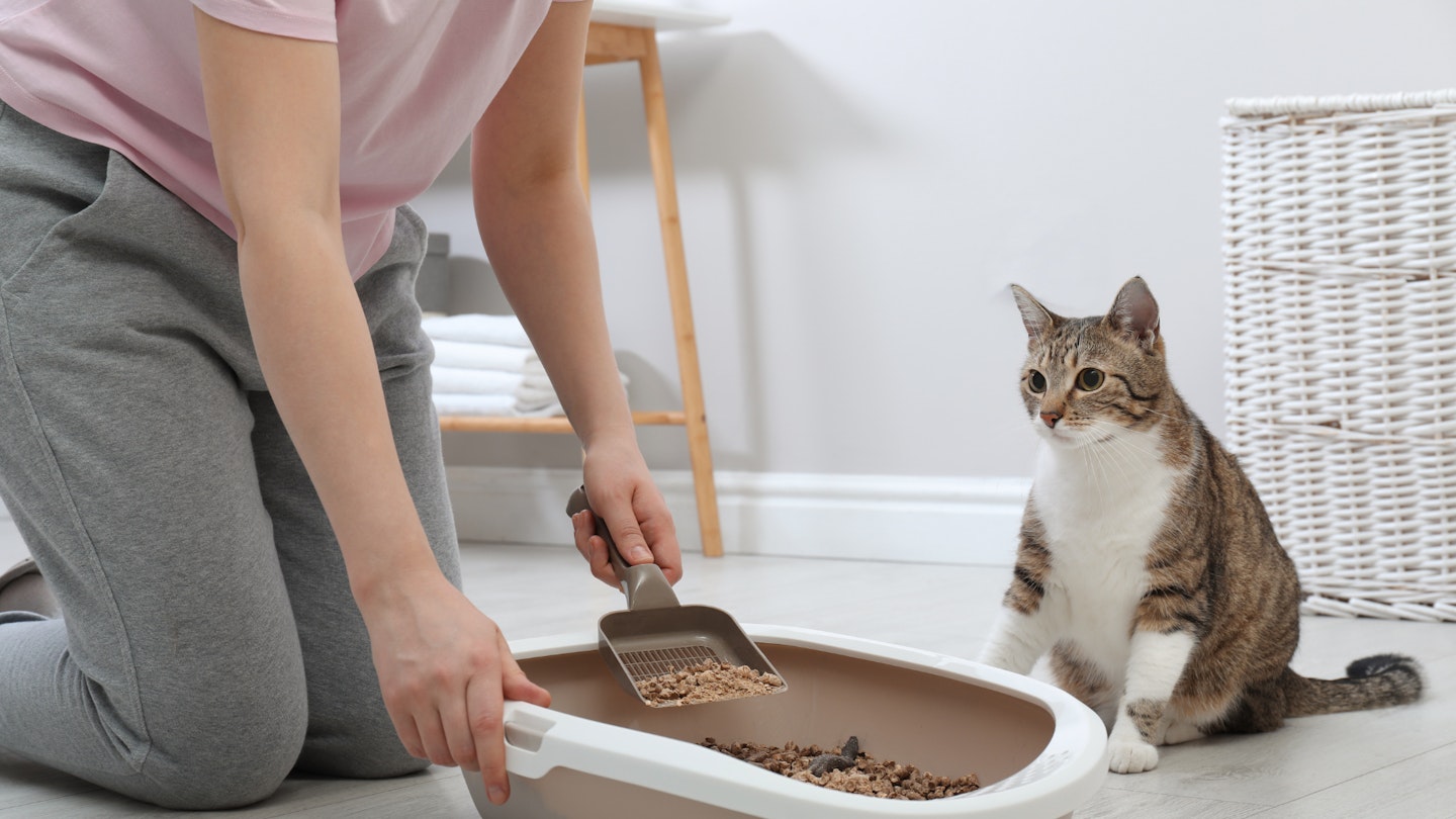 How to clean a cat litter tray
