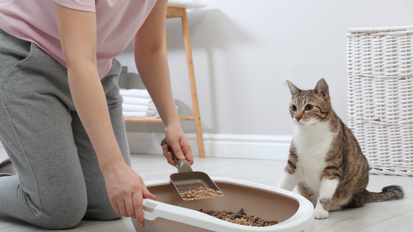 Buy easy way to clean litter box Discount
