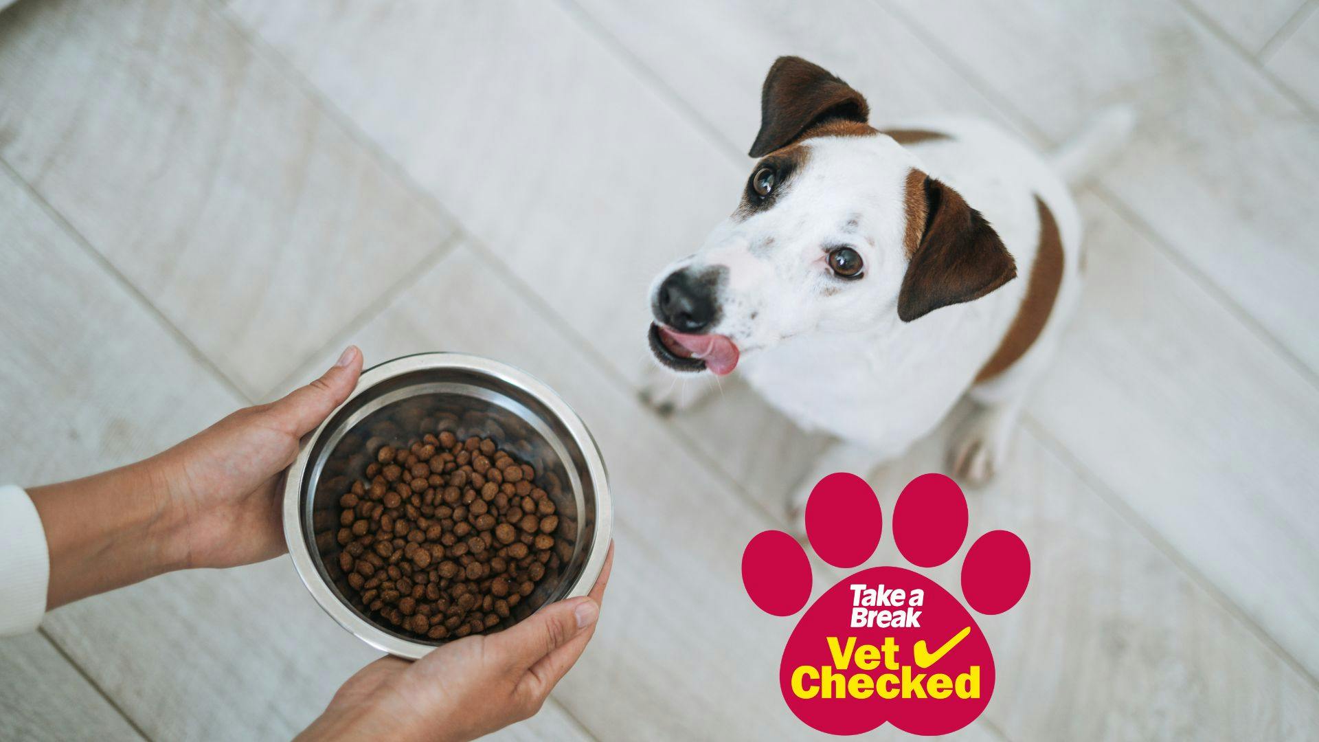 Best dog food for Jack Russell for healthy and well fed dogs